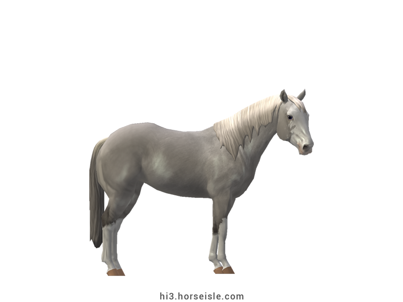 American Paint Halter Horse Grey Sabino Coat